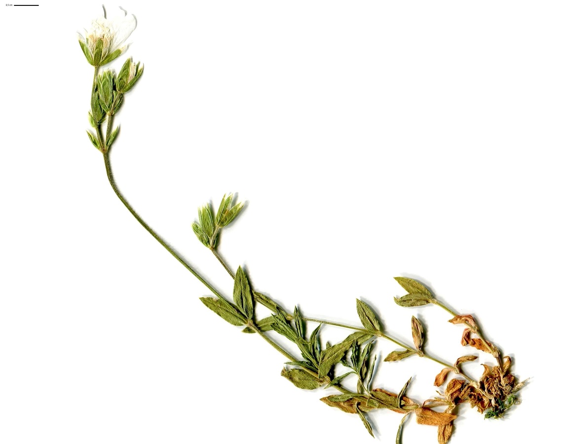Cerastium arvense subsp. strictum (Caryophyllaceae)